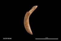 藏品(豬牙飾品)的圖片